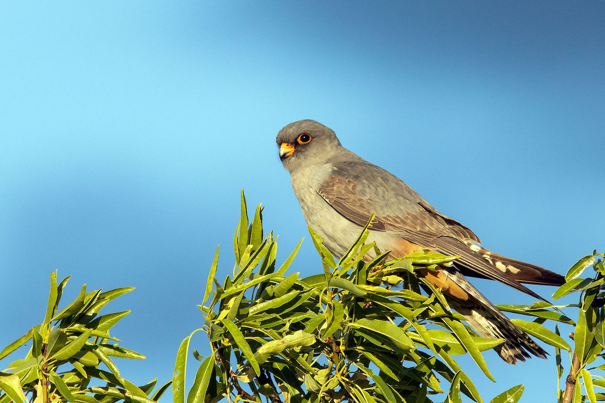 Red-footed Falcon - ML575530171