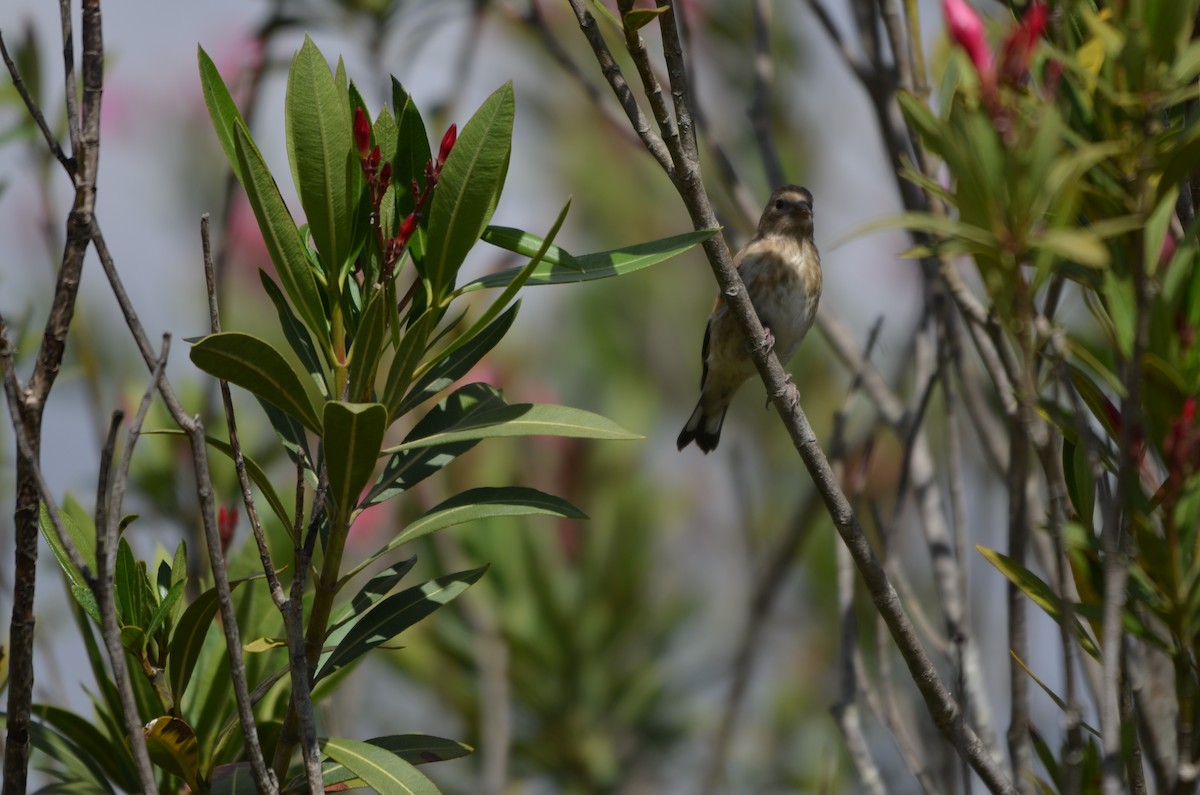 European Goldfinch - ML57553021