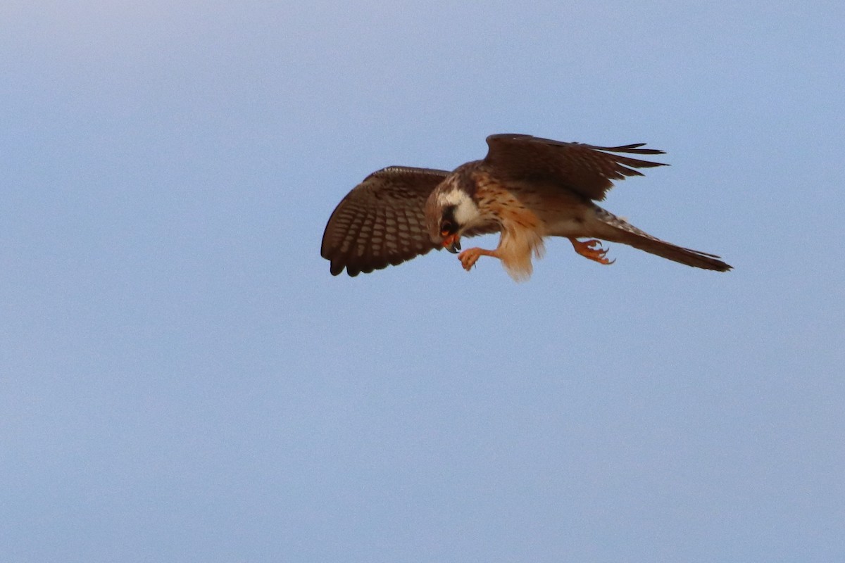Red-footed Falcon - ML575530571