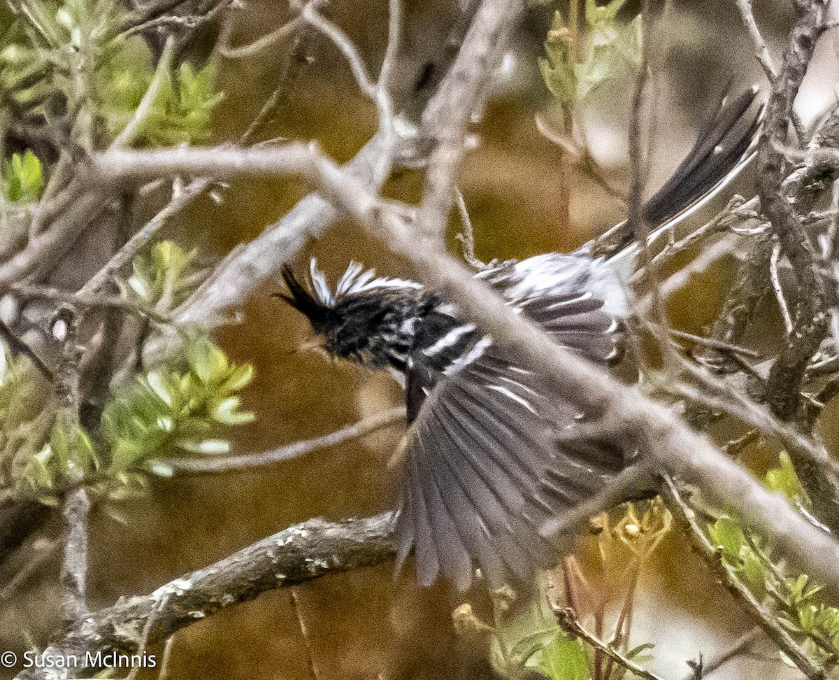 Black-crested Tit-Tyrant - ML575530881