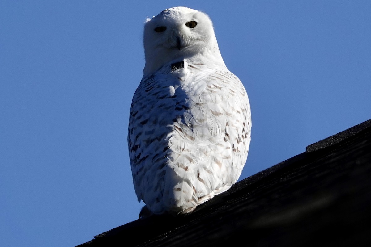 Snowy Owl - ML575531171