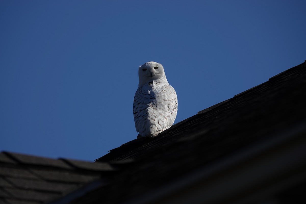 Snowy Owl - ML575531351