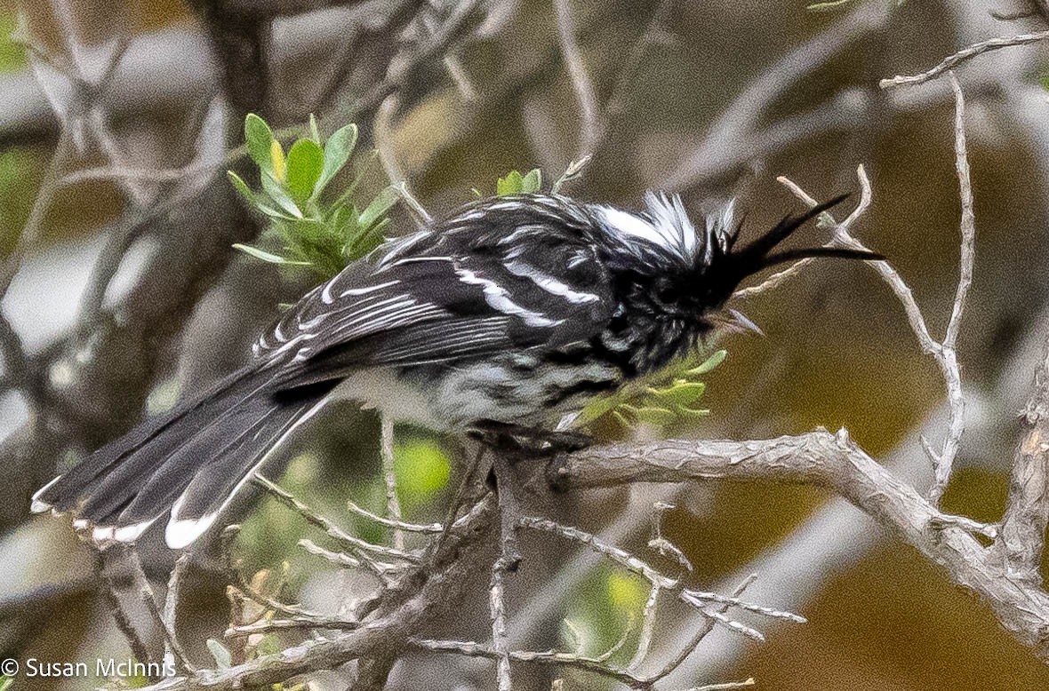 Black-crested Tit-Tyrant - ML575531501