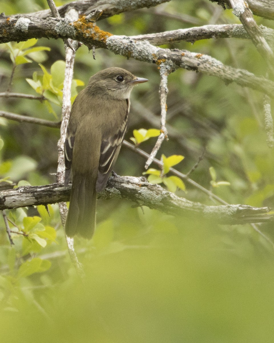 Піві-малюк вільховий - ML575531651
