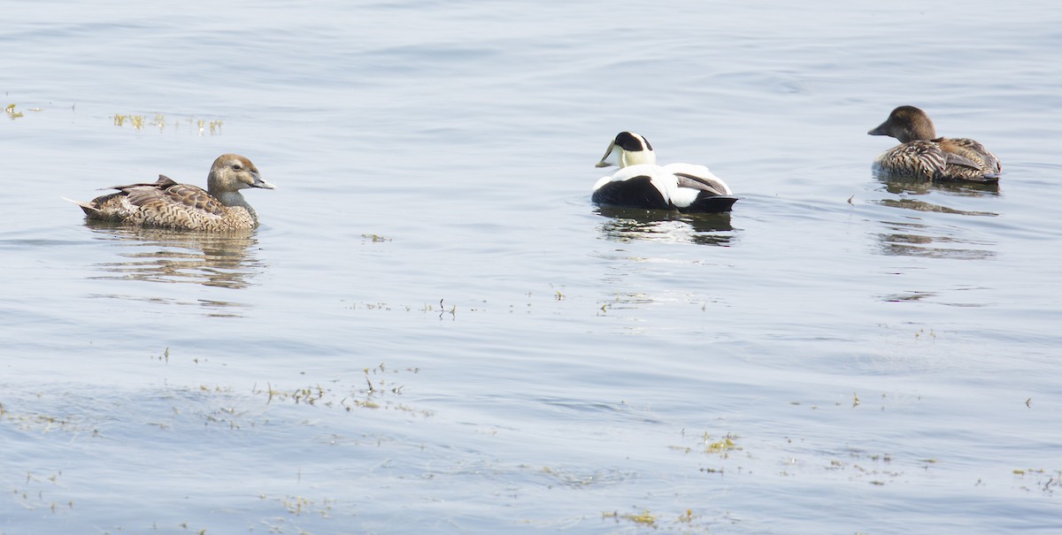 Eider à tête grise - ML575531701