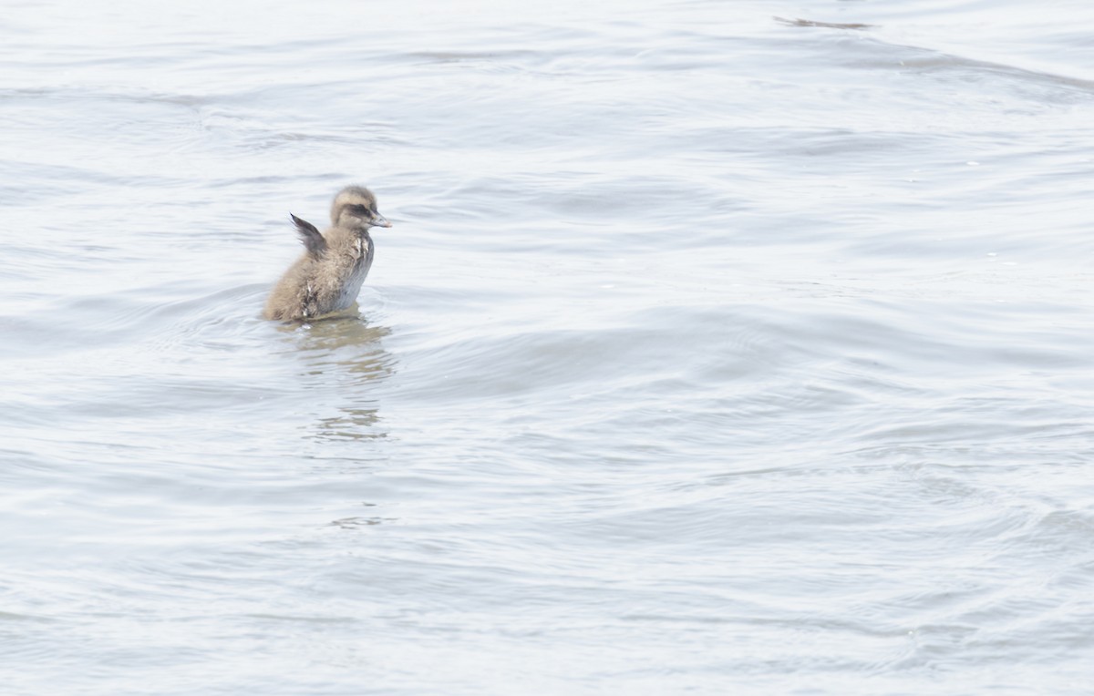 Common Eider - ML575531781