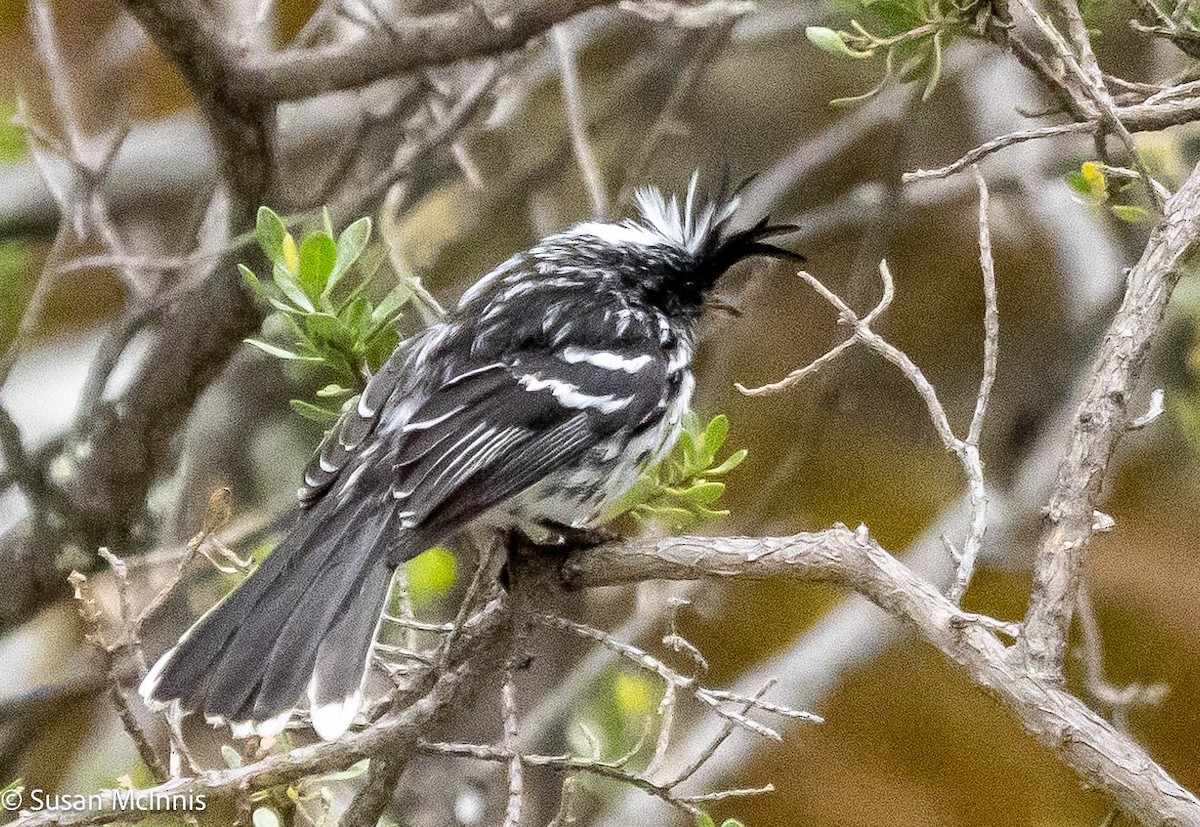 Black-crested Tit-Tyrant - ML575532161