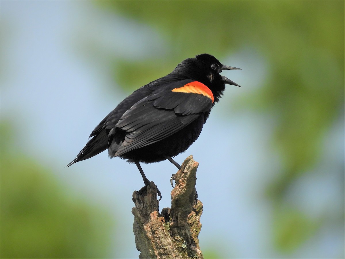 Red-winged Blackbird - ML575534671