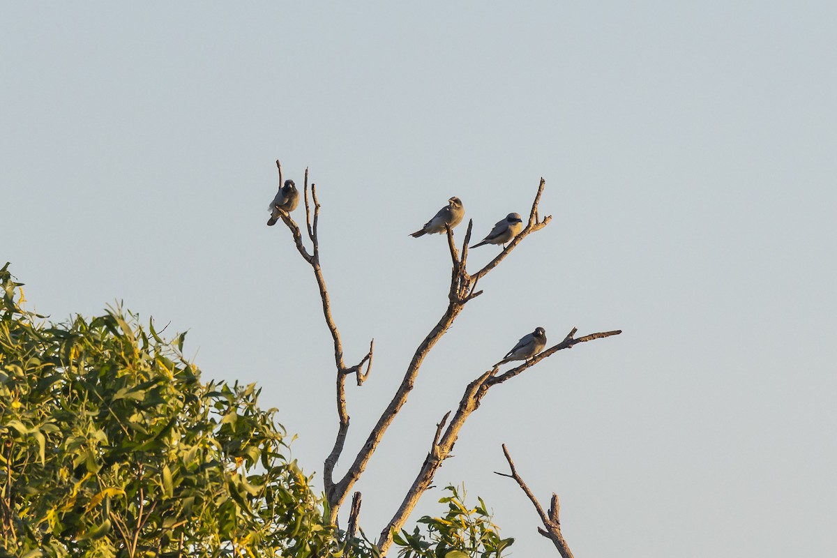 Black-faced Cuckooshrike - ML575534701