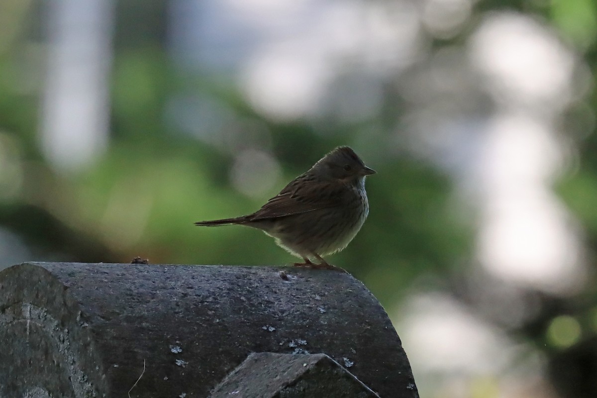 Lincoln's Sparrow - ML575534721