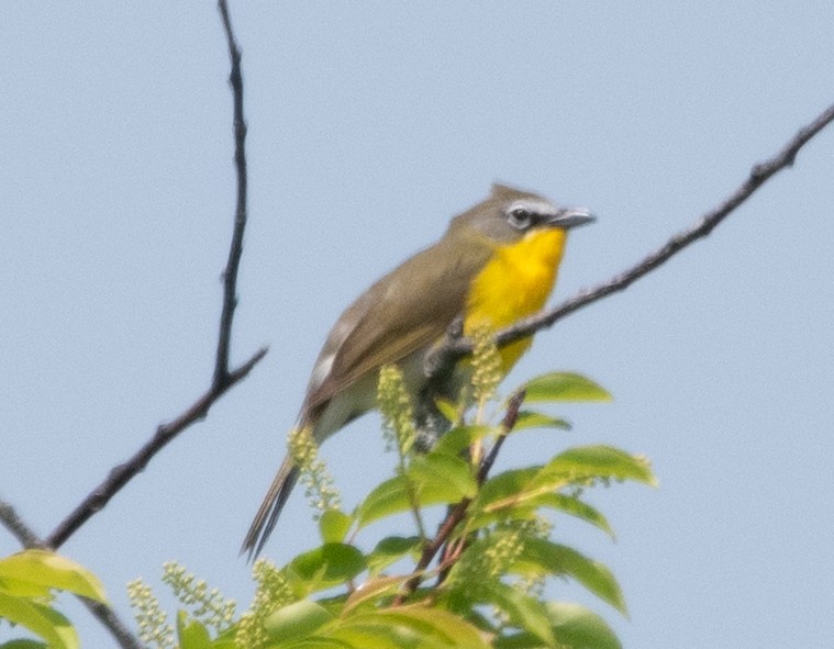 Yellow-breasted Chat - ML575534771
