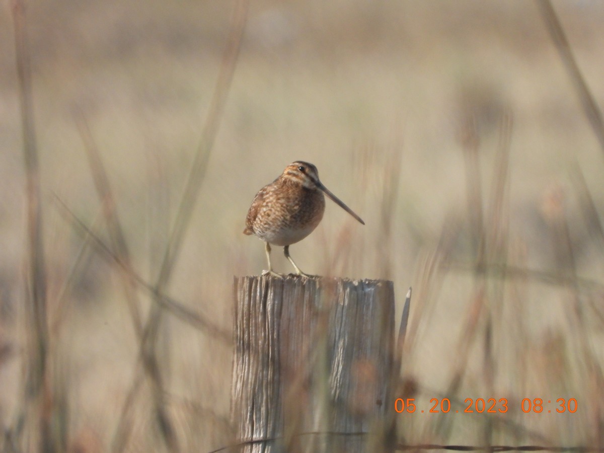 Wilson's Snipe - ML575537541