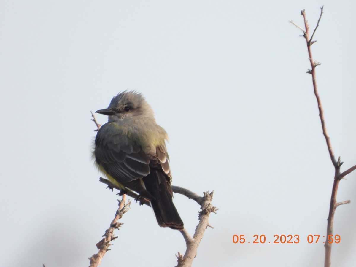 Western Kingbird - ML575537921