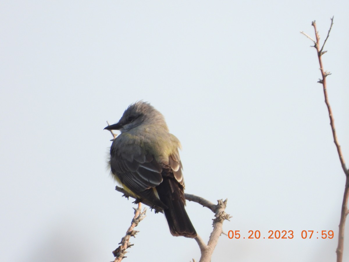 Western Kingbird - ML575537961