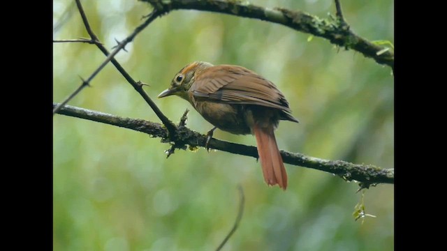 Scaly-throated Foliage-gleaner - ML575538931