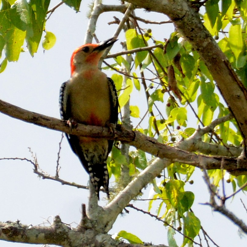 Red-bellied Woodpecker - ML575540781