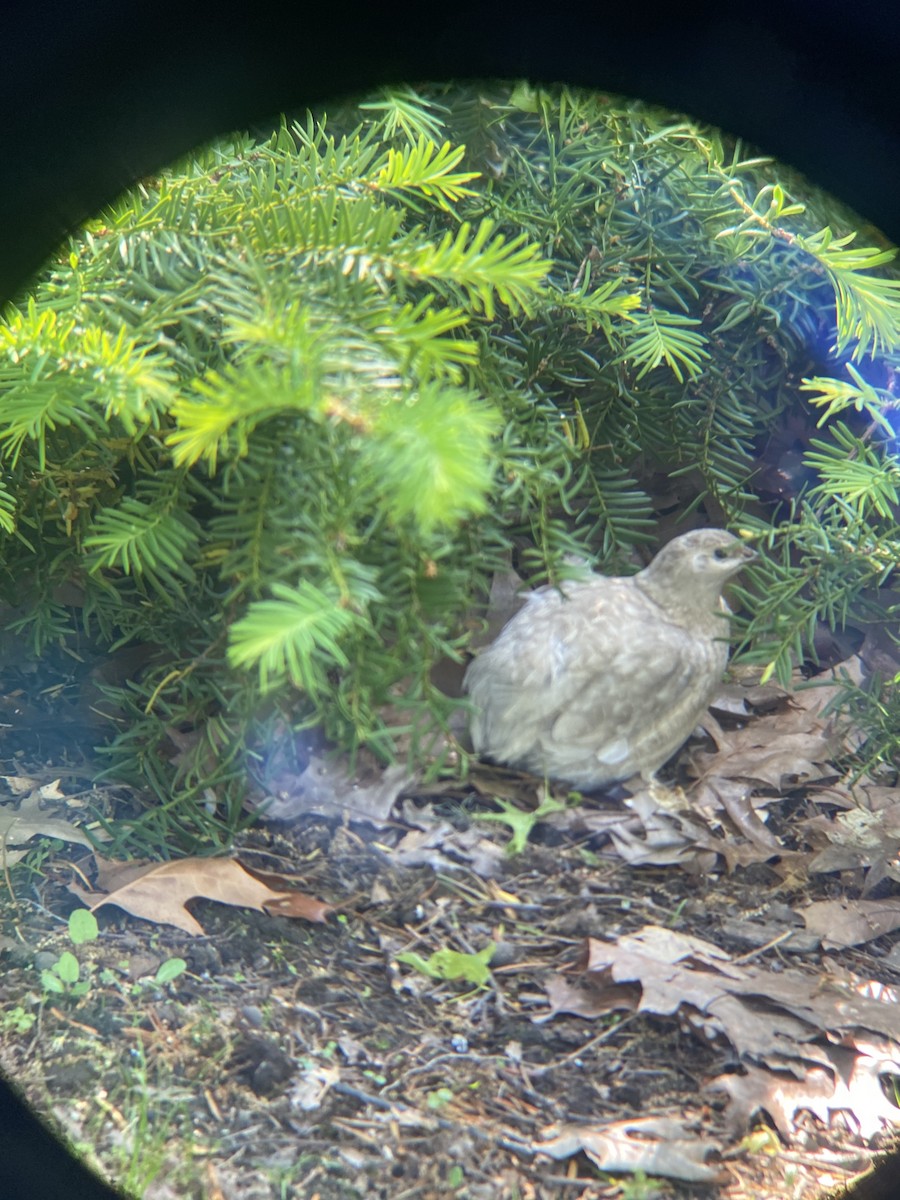 Synoicus/Coturnix sp. - ML575541971