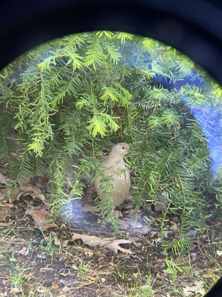 old world quail sp. - ML575541981