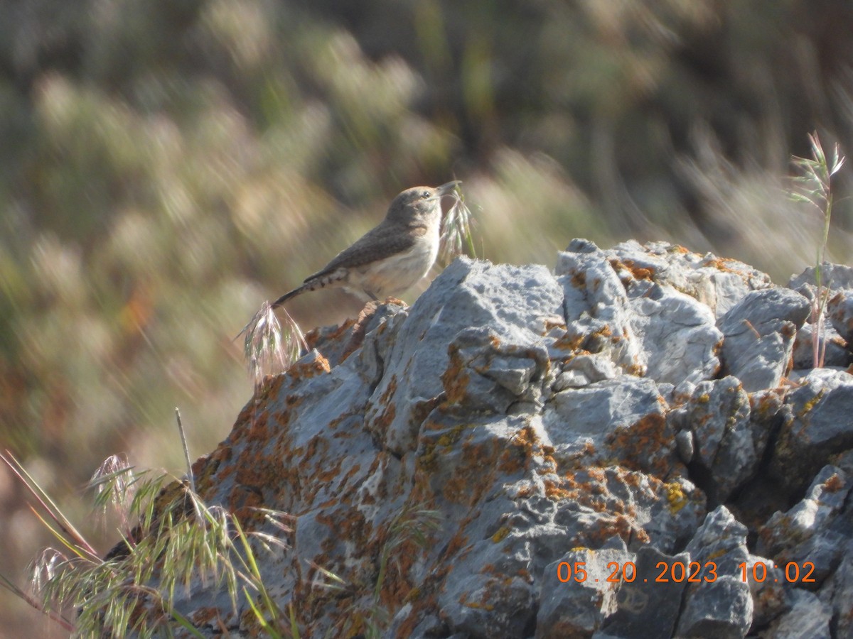 Rock Wren - Corey Jensen