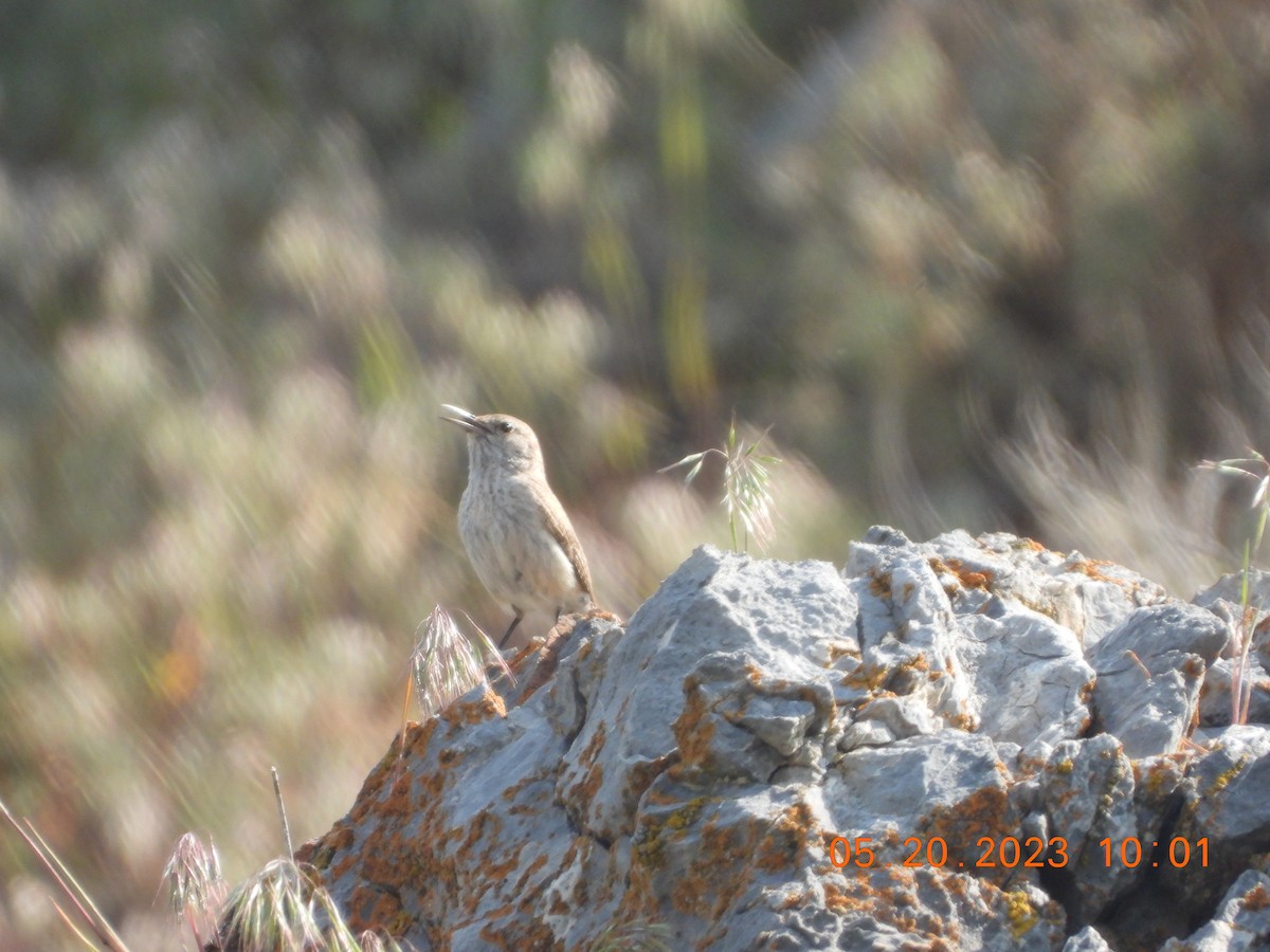 Rock Wren - ML575542101