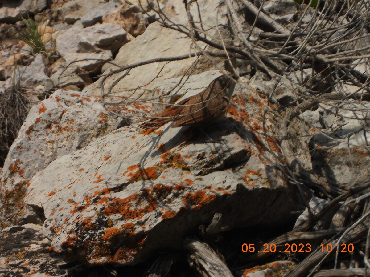 Troglodyte des canyons - ML575542311