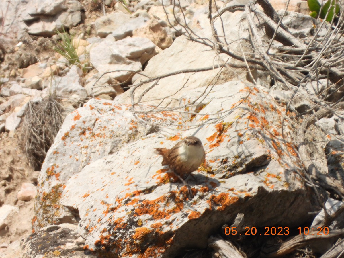 Canyon Wren - ML575542331