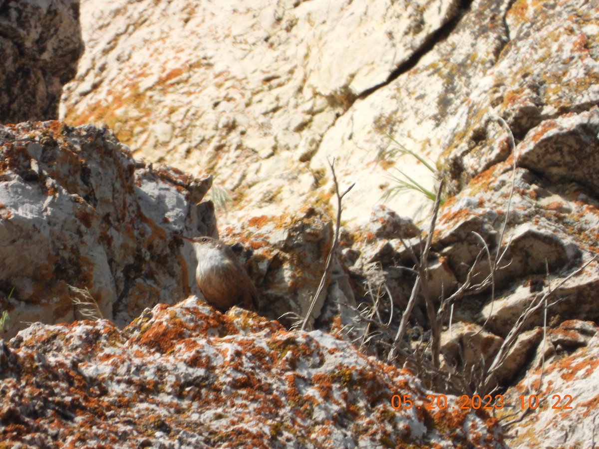 Canyon Wren - ML575542341