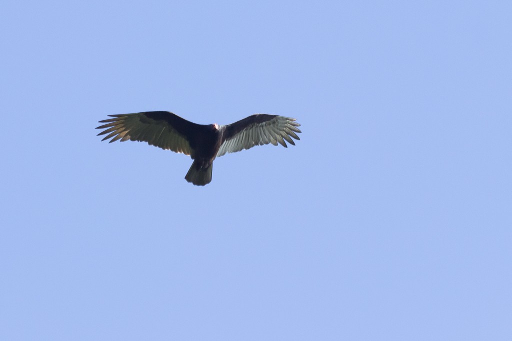 Turkey Vulture - ML575542471