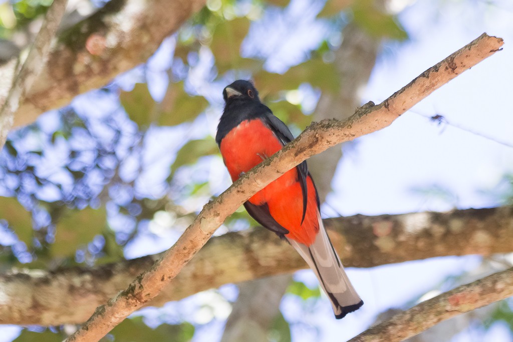 Surucua Trogon - ML575542621