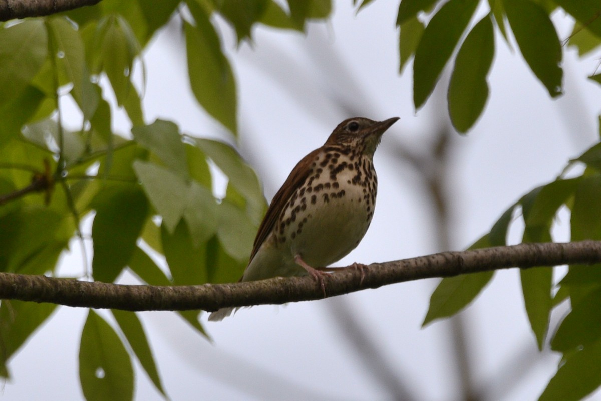 Wood Thrush - ML575542761