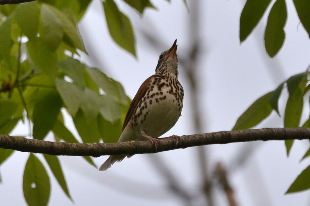 Wood Thrush - ML575542771