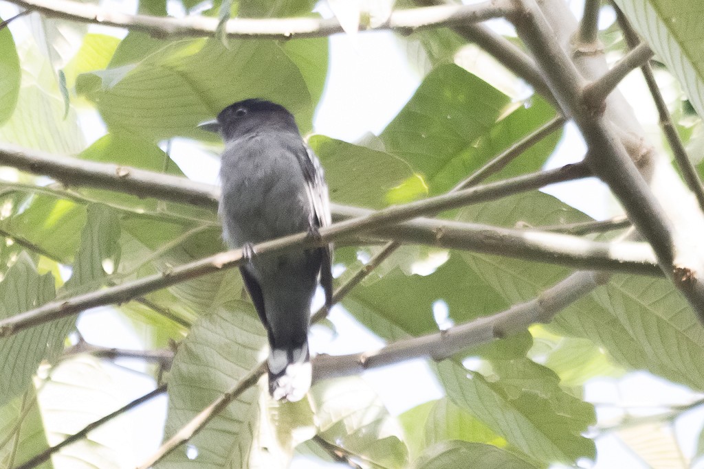 White-winged Becard - Enio Moraes