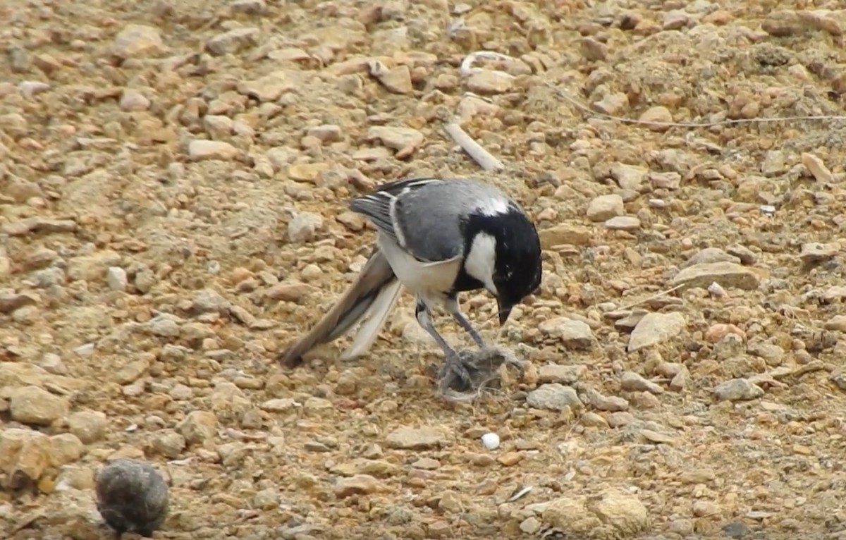 Asian Tit (Cinereous) - ML575544481
