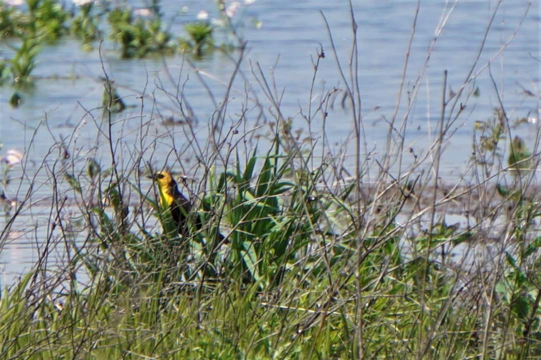 Yellow-headed Blackbird - ML57554471