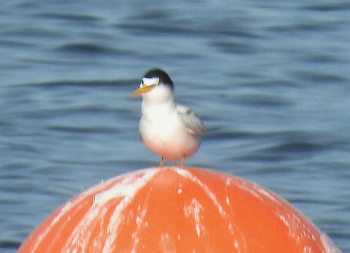 Least Tern - ML575545201