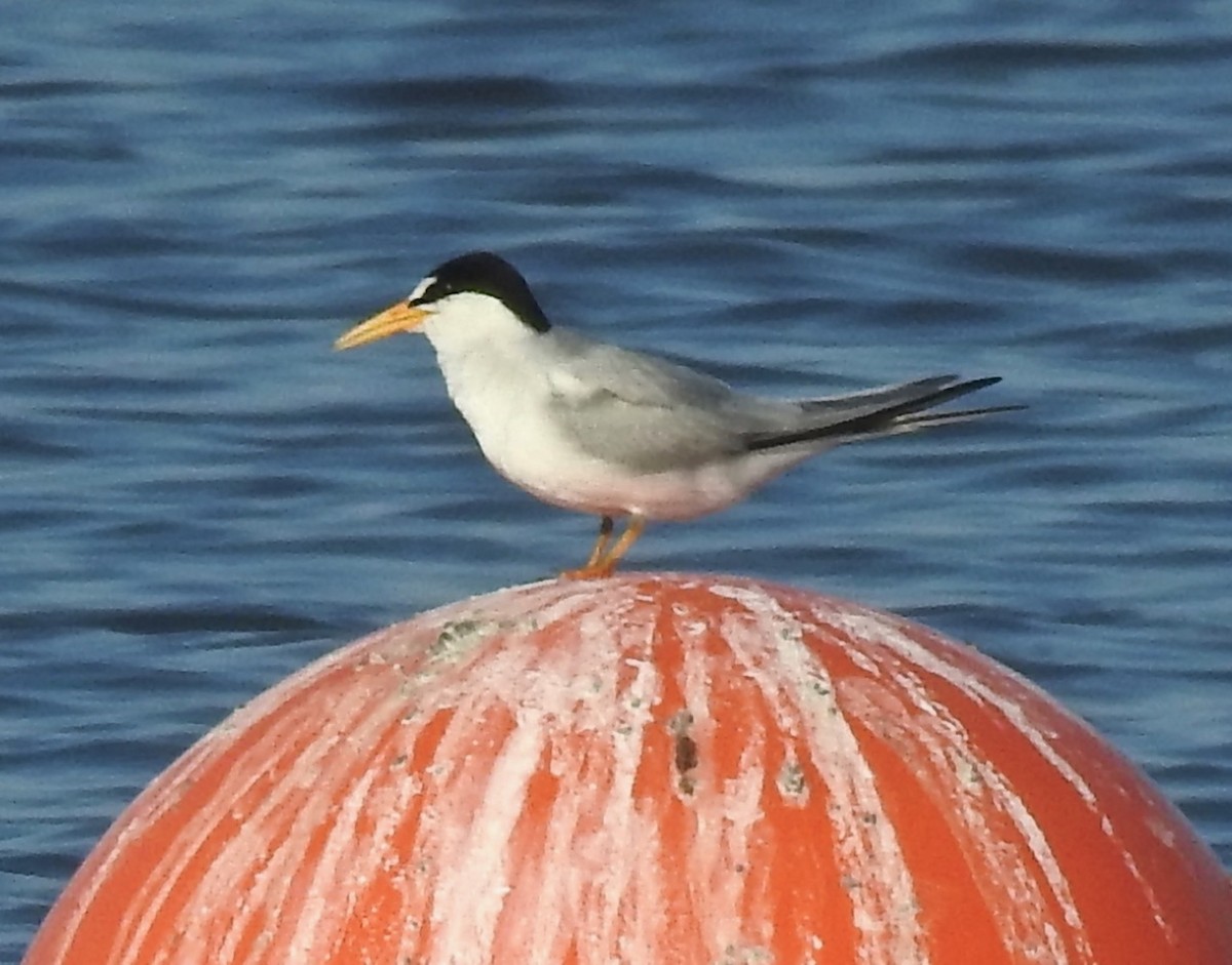 Least Tern - ML575545221