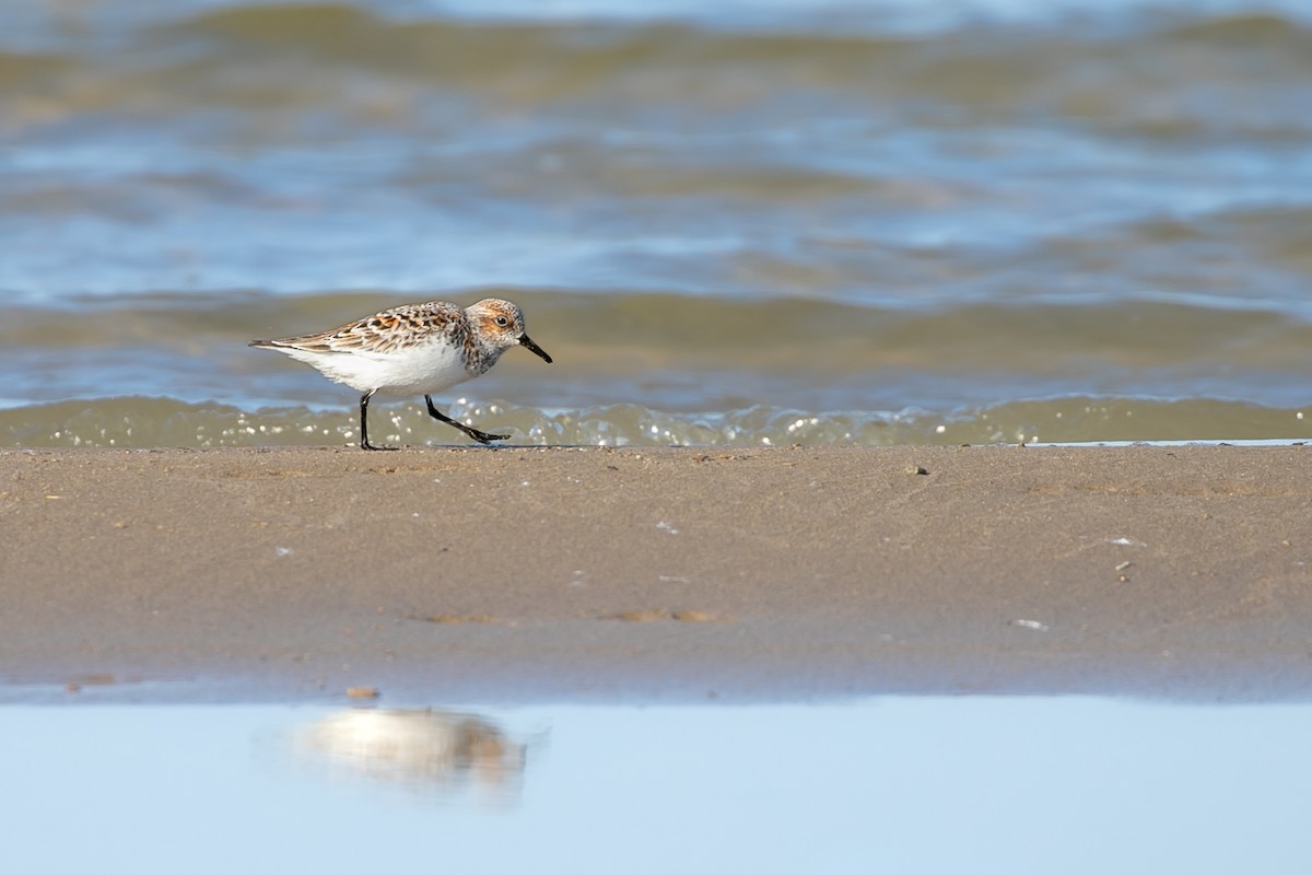 Sanderling - ML575545591