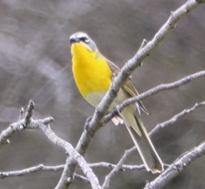 Yellow-breasted Chat - ML575546591