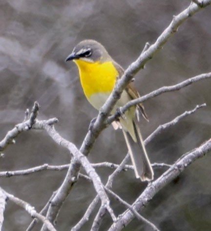 Yellow-breasted Chat - ML575546601