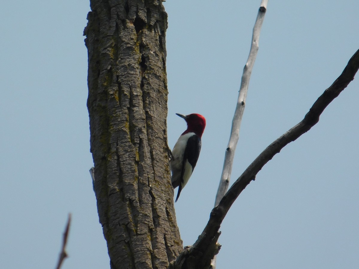 Red-headed Woodpecker - ML575547191