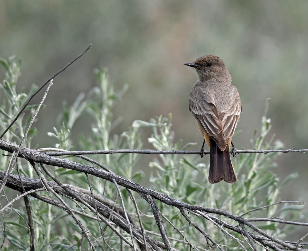 Say's Phoebe - ML575547571