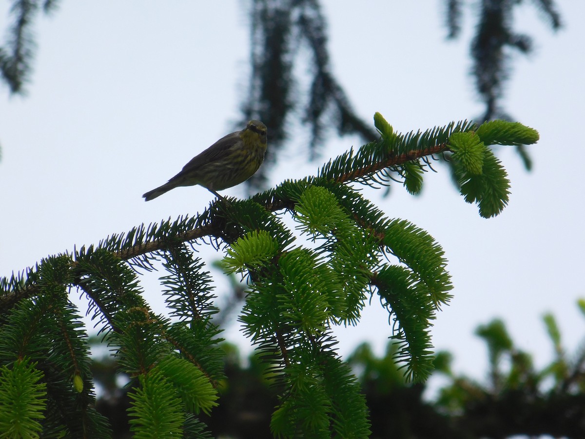 Cape May Warbler - ML575547581