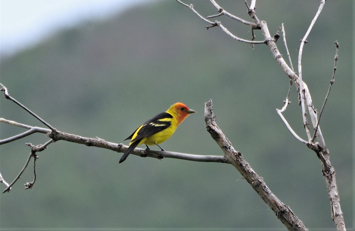 Western Tanager - ML575547951