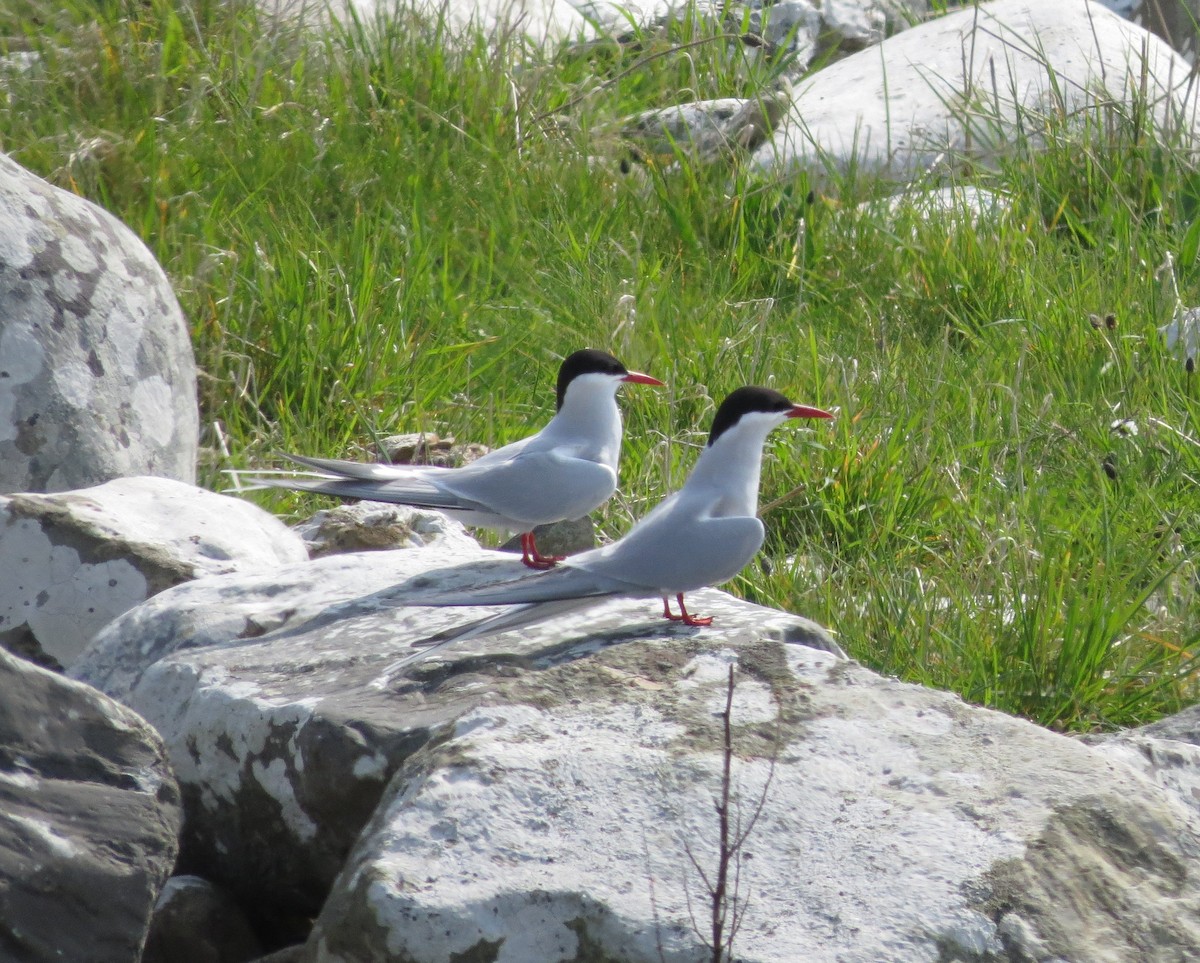 Arctic Tern - ML575550111