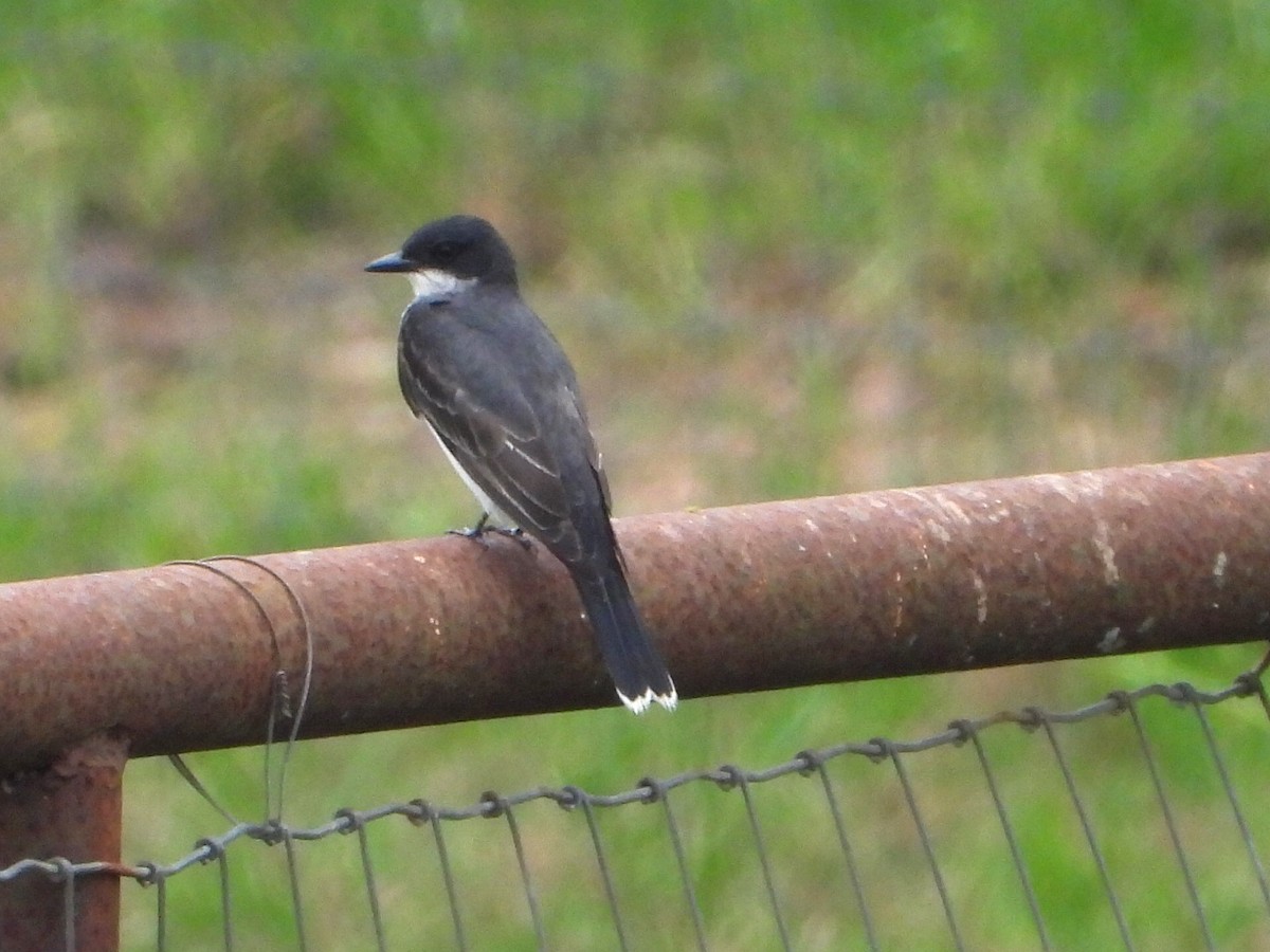 Eastern Kingbird - Lesha Roberts