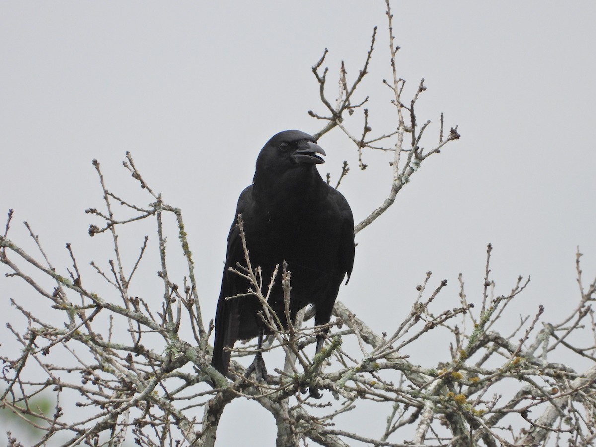 American Crow - ML575552221