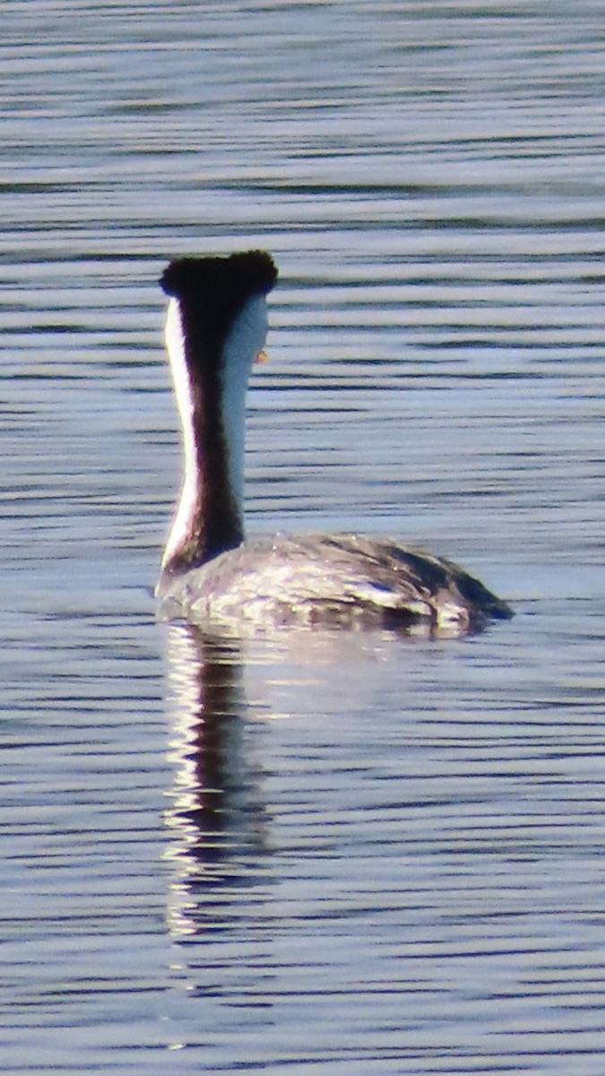 Clark's Grebe - ML575552551