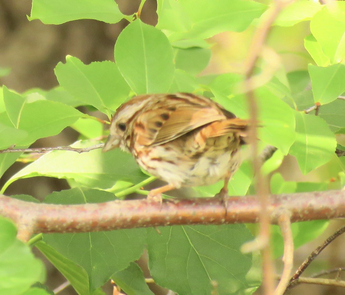 Song Sparrow - ML575553301