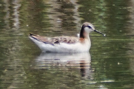 Falaropo Tricolor - ML575554501