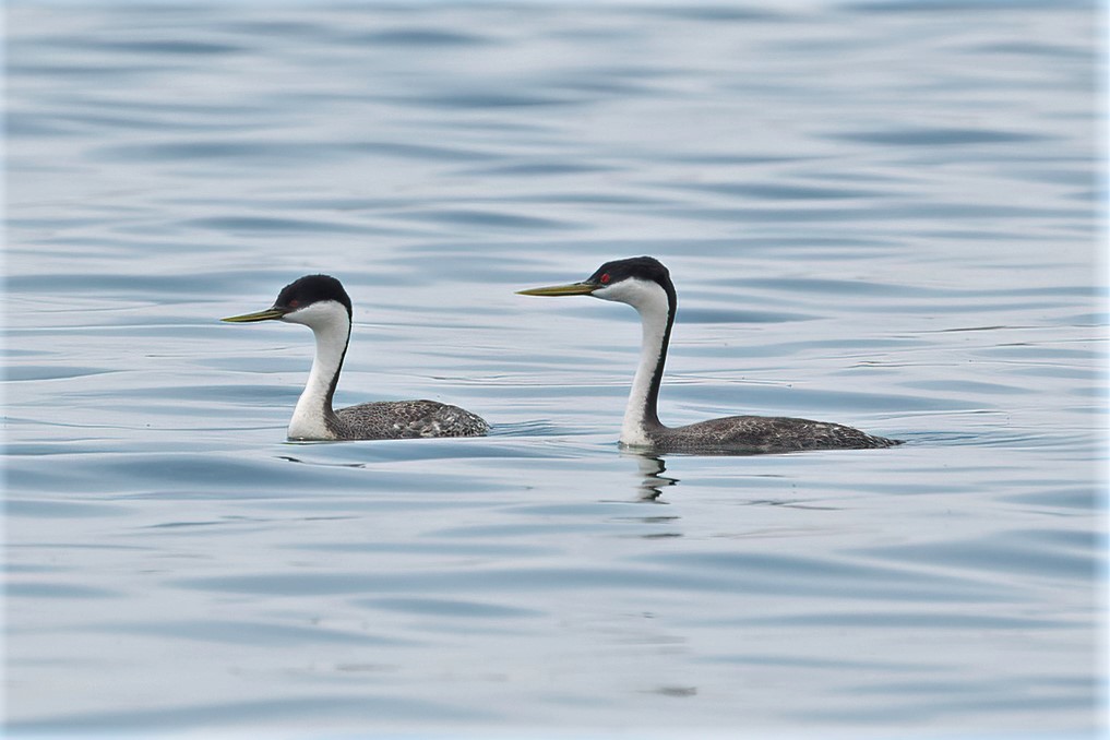 Western Grebe - ML575554561